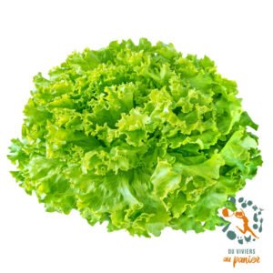 Salade batavia pièce